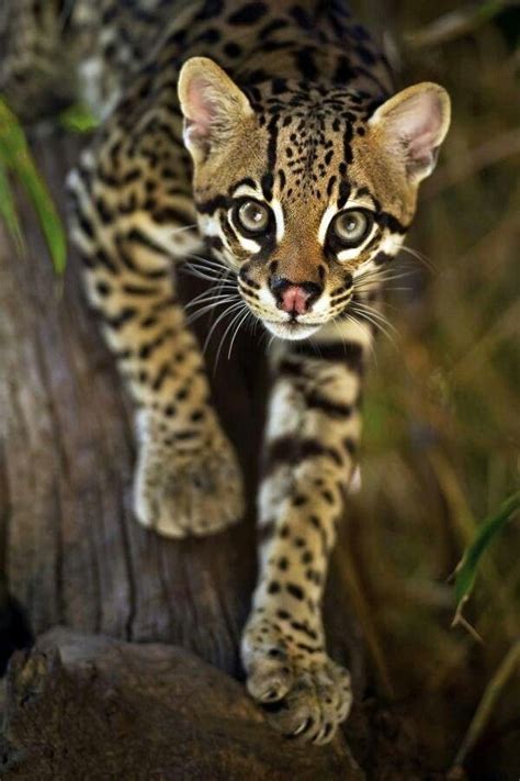 Ocelot A Collection Of Animals And Pets Ideas To Try Beautiful An