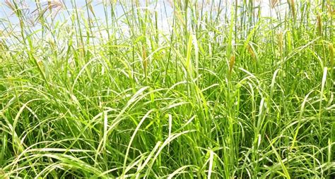 Swaziland Farmers Boost Income With Katambora Grass Barza Wire