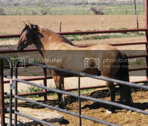 Flower nectar of many plants. Spanish Sulphur Horses: April 2009