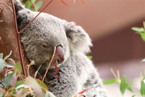 Koala Bear Australia Free Photo On Pixabay Pixabay