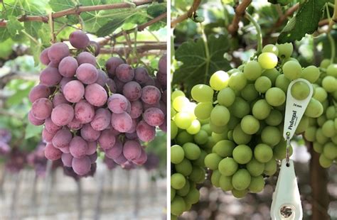 Perú Se Prepara Para Una Buena Transición De Las Uvas Nacionales A Las