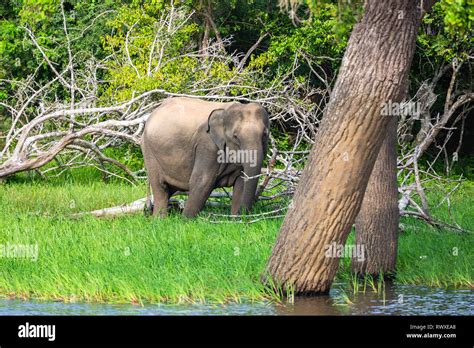Elefante De Asia Fotografías E Imágenes De Alta Resolución Alamy