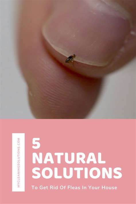 5 Natural Solutions To Get Rid Of Fleas In Your House In 2020 Natural