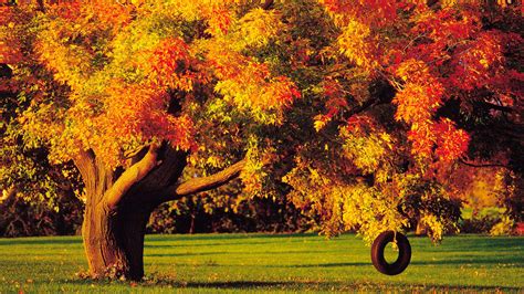 🔥 73 Autumn Tree Wallpaper Wallpapersafari