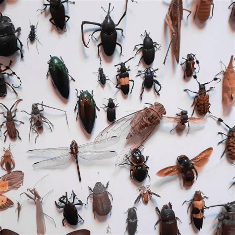 Les Insectes Les Plus Communs Et Comment Les éviter Cet été Gestion