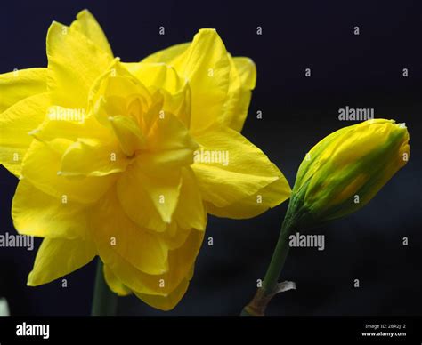 Double Daffodil Hi Res Stock Photography And Images Alamy