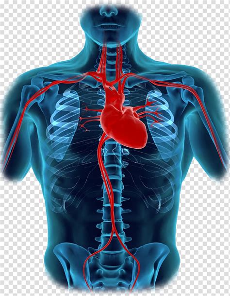 The free body diagram helps you understand and solve static and dynamic problem involving forces. Human body Heart Diagram Organ Anatomy, human body parts transparent background PNG clipart ...