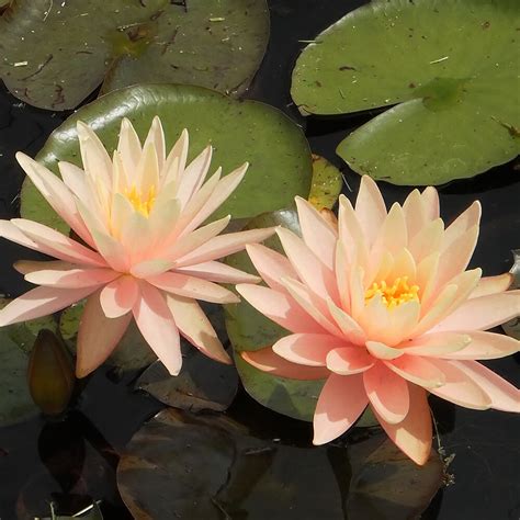 Water lilies are aquatic plants that grow in still waters throughout the tropical and temperate world. Sunny Pink | Peach Orange Pond Water Lily | The Pond Guy
