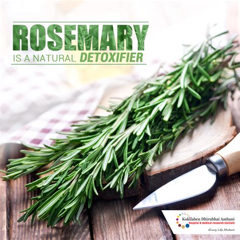 Benefits Of Rosemary Health Tips From Kokilaben Hospital