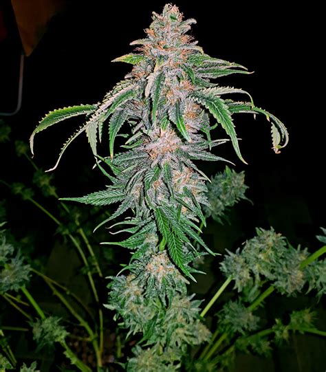 Afghan Kush Early Harvest 🌿 Feminized Seeds For Sale Information And Reviews Herbies