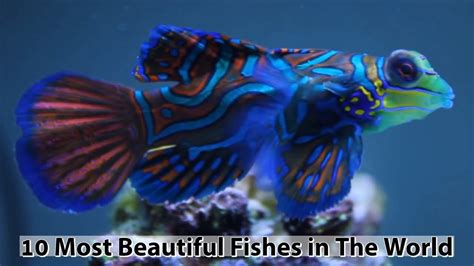 Top 10 Most Beautiful Fishes In The World Youtube