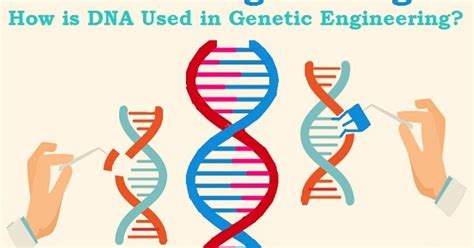What Is Genetic Engineering And How Is Dna Used In Genetic Engineering The Scientific World