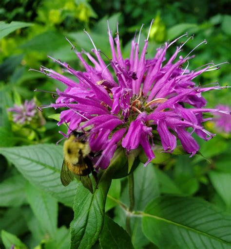 A Purple Bee Balm Doing What Bee Balm Does Best Attracting Bees R