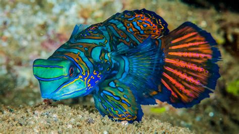 Download and use 10,000+ big fish stock photos for free. Mandarinfish Fish Is A Small Exotic Colorful Fish Of The ...