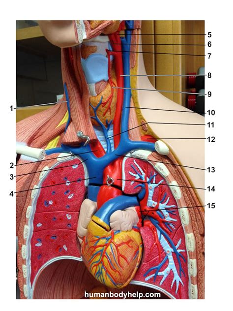 In addition to its primary function, it is an auxiliary muscle of exhalation and rotates the torso ipsilaterally during unilateral innervation. Upper Torso 1 Blood Vessels - Human Body Help
