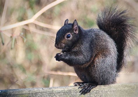 Squirrels Because They Deserve Their Own Gallery Natures Folio