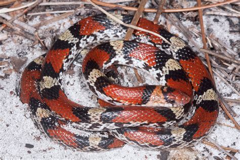 Scarletsnake Florida Snake Id Guide