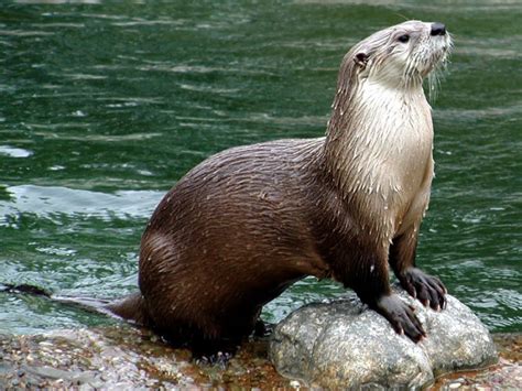 The North American River Otter Montana Hunting And Fishing