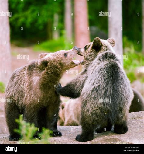 European Brown Bear Cubs Hi Res Stock Photography And Images Alamy