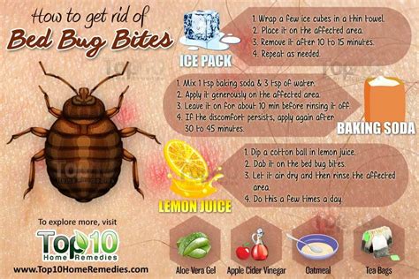 Treatments For Bedbug Bites Itching And Inflammation Maju 3d