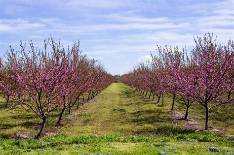 advanced peach selections being tested for alabama growers fruit growers news