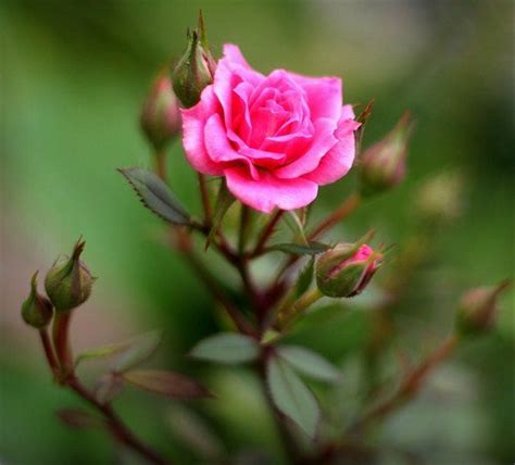 Cari Foto Gambar Bunga Mawar Pink