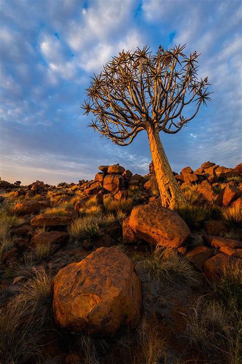 Quiver Tree Forest Namibia Outdoor Photographer
