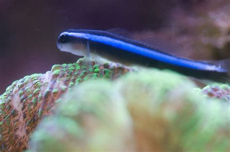 Neon Blue Goby Databasefish