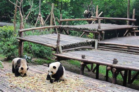 Visiting The Pandas In Chengdu China