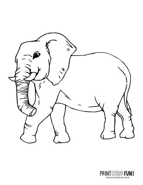 6 Realistic Elephant Coloring Pages To Print At
