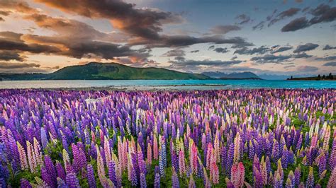 Lupins On The Shores Of Lake Tekapo In New Zealand Bing Gallery