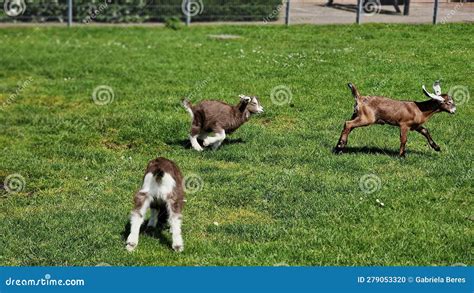 Baby Goats Running On The Green Pasture Stock Photo Image Of Green
