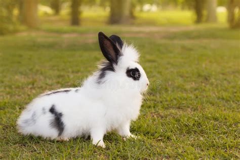 White And Black Fluffy Small Baby Rabbit On Green Grass In Park Stock