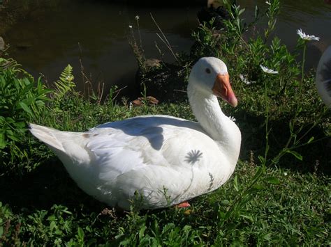 Ingyenes Képek Természet Fű Szárny Vadvilág Csőr Fauna Hattyú