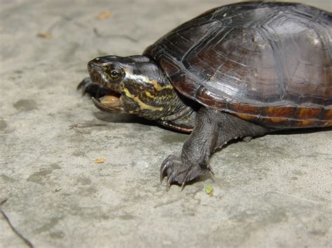 Eastern Mud Turtle Brad Gloriosos Personal Website Amphibians And