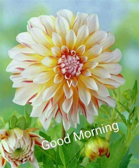 Good Morning Images With Dahlia Flowers Hutomo