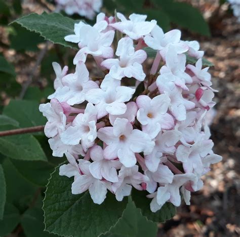 Identification What Is This Shrub With 5 Petal Fragrant Flowers