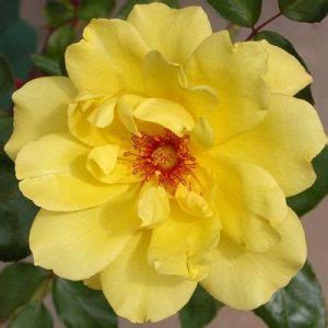 Golden Showers Climbing Rose Trevor White Roses