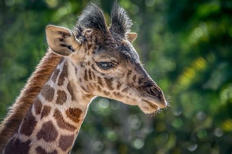 Baby Giraffe Has The Cutest Fluffy Tufts Masai Giraffe San Diego Zoo