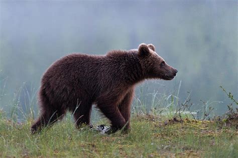 A Juvenile European Brown Bear Ursus Photograph By Sergio Pitamitz
