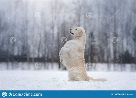 Dog In The Winter In The Snow Golden Retriever Plays In Nature Stock
