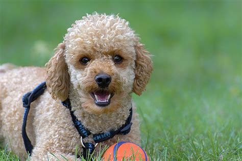 Small Poodles Dog Breed Info Photos Common Names And More — Embarkvet