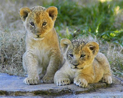 Lion Cubs Cubs Born Mon 23 Oct 2006 First Day Out Valerie Flickr