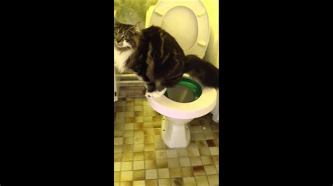 Cat With Diarrhea On A Toilet Youtube