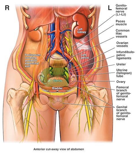 Picture of the human organs human organs viewed from back guide photo gallery on website with. Abdomen and Pelvis - Female | Doctor Stock