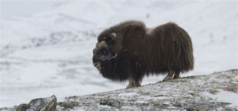 Musk Ox Nature Pbs
