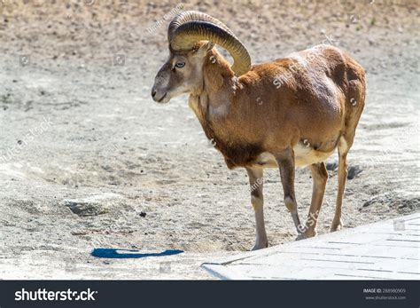 Armenian Mouflon Male Profile Stock Photo 288980909 Shutterstock
