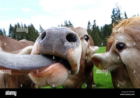 Cow Sticking Out Its Tongue Stock Photos And Cow Sticking Out Its Tongue