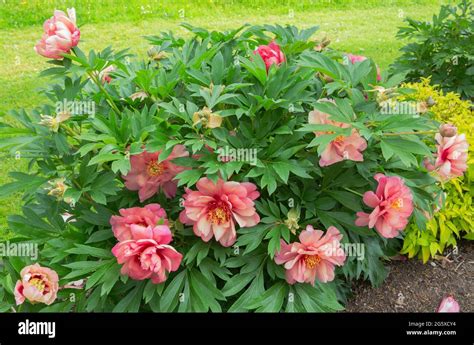 Peony Mock Orange Yellow An Intersectional Itoh Hybrid Peony Stock