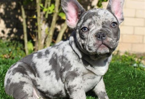 Merle French Bulldog The Unusual Frenchie With Pictures